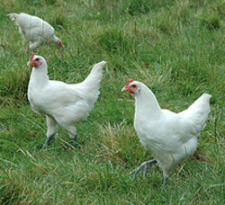 These may be free-range chickens, but unfortunately presenting your favourite picture of Nkandla at your local branch won't entitle you to free peri-peri chicken. Cluck! (Image: Wikimedia Commons)
