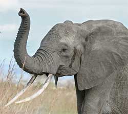 Africa could lost at least 20% of its elephant population in just 10 years because of poaching. Image: Wiki Images