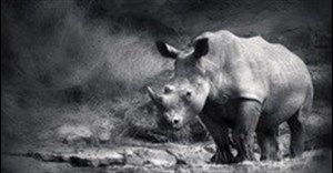 Portfolio Committee seeks solutions for rhino poaching