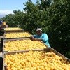 Rhodes Food's land reform bears fruit