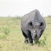 Latest rhino poaching figures released