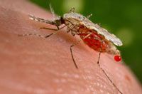 An Anopheles stephensi mosquito obtaining a blood meal from a human host through its pointed proboscis. Note the droplet of blood being expelled from the abdomen after having engorged itself on its host’s blood. This mosquito is a known malarial vector with a distribution that ranges from Egypt all the way to China. (Image: CDC)