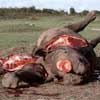Tanzania fires ministers over anti-poaching abuses