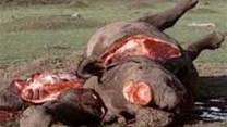 Four government ministers in Tanzania have been fired over their alleged involvement in rhino and elephant poaching.Image:
