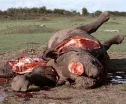 Four government ministers in Tanzania have been fired over their alleged involvement in rhino and elephant poaching.Image: