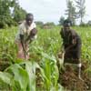 Zimbabwe imports maize to stave off hunger