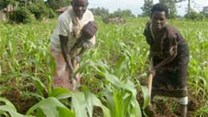 Zimbabwe is being forced to import maize to feed rural people after poor crop yields until the next harvest in April. Image:
