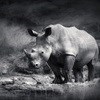 The push for legalisation of rhino horn trade