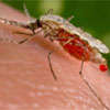 Malaria outbreak: Limpopo issues travel warning