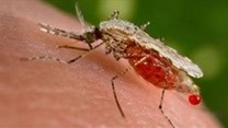 Malaria outbreak: Limpopo issues travel warning