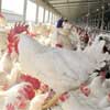 Poultry producers under pressure on rising maize prices