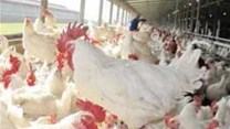 Chicken farmers are under pressure as maize prices push up the cost of feed for the birds. Image: Astral Foods.