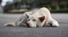 Canine vaccinations effective deterrent to rabies in Africa