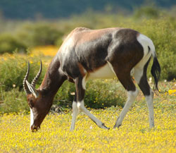 Just one of the many examples of wildlife you can spot. (Image: Bushmans Kloof Wilderness Reserve & Wellness Retreat)