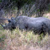 Deadline for anti-poaching strategies looms