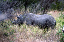Last year saw 1,004 rhinos killed. (Image: Rod Baker)