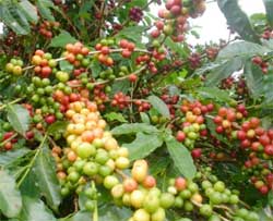 Coffee prices have spike amid fears that a lack of rain will damage the crop ahead of harvesting in April. Image: