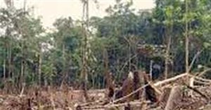 Google has launched an application to monitor levels of deforestation around the world. Image: