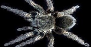 Within tarantula venom, new hope for safe and novel painkillers found