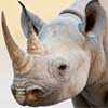 146 rhinos poached this year
