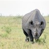 Conference will focus on legalising rhino horn trade