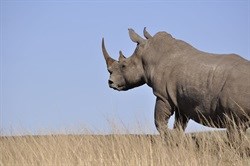 Buffett Foundation helps to combat rhino poaching