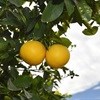 HORTGRO supports deciduous fruit industry