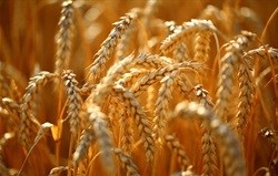 Mutant wheat fungus alarms food experts