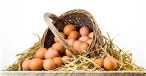 Egg Foundation aims to combat malnutrition
