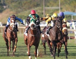 13th Annual Golden Horse Sprint Race Day set for May