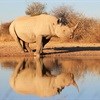 Legalising rhino horn trade is too risky