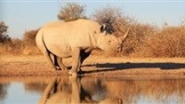 Legalising rhino horn trade is too risky