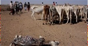 Kenya's Sharia-friendly livestock insurance