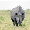 OSCAP will oppose legalisation of rhino horn trade