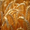 Wheat price climbs on geopolitical tension