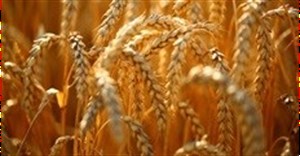Wheat price climbs on geopolitical tension