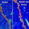 New finding suggests a way to block stress' damage