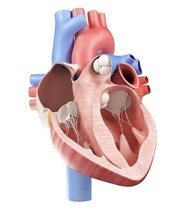 Gene variant raises risk for aortic tear and rupture