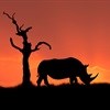 Retailers raise R3m for rhino conservation