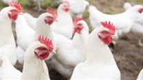 Poultry producers about to rebound