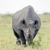 Shoppers support rhino conservation