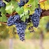 Wine industry expects good quality grape harvest