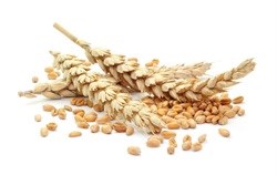 Good year for grain farmers expected