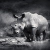 SA, Mozambique step up fight against rhino poaching