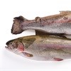 Dept clarifies regulation of trout species