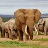 Meerendal retracts application for elephants