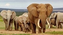 Meerendal retracts application for elephants