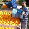EU rules against SA citrus ban, imposes stricter import criteria