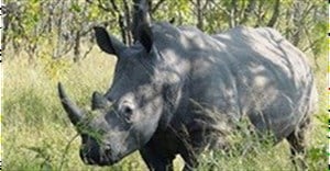 No final proposal on legal trade in rhino horn