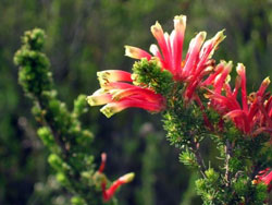 If you love flora, you'll like Gondwana.